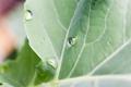 IMG_3307 water drop on broccoli leaf